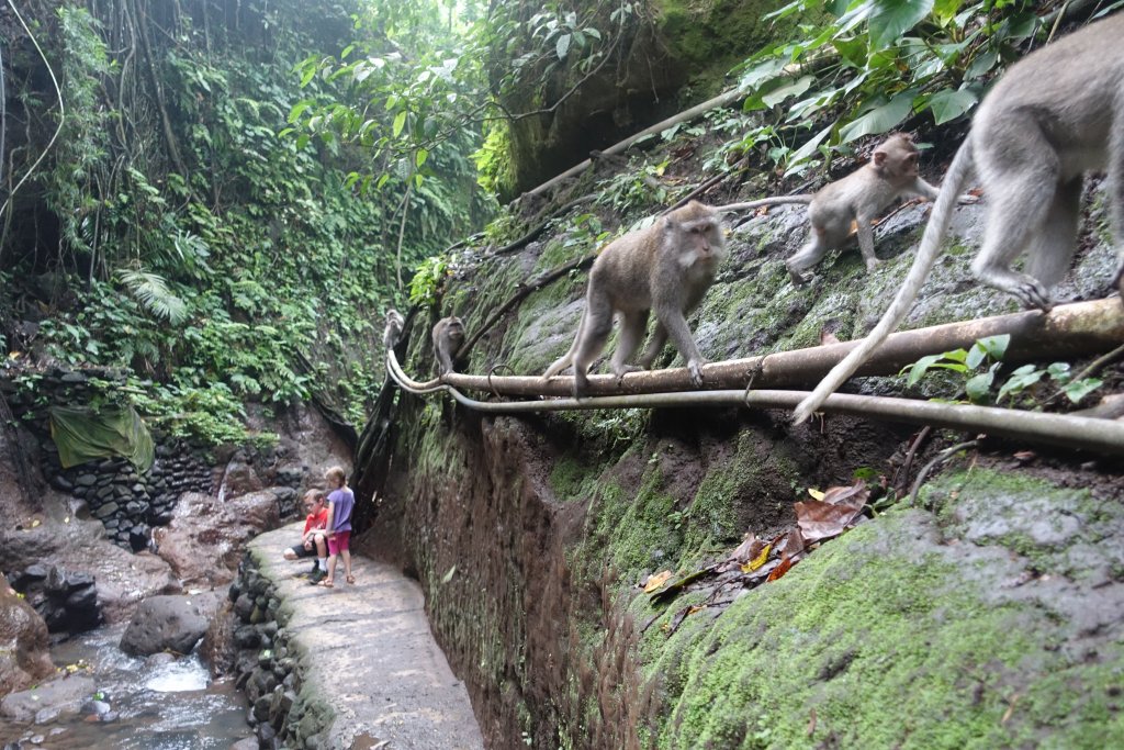 Monkeys walking on a vine