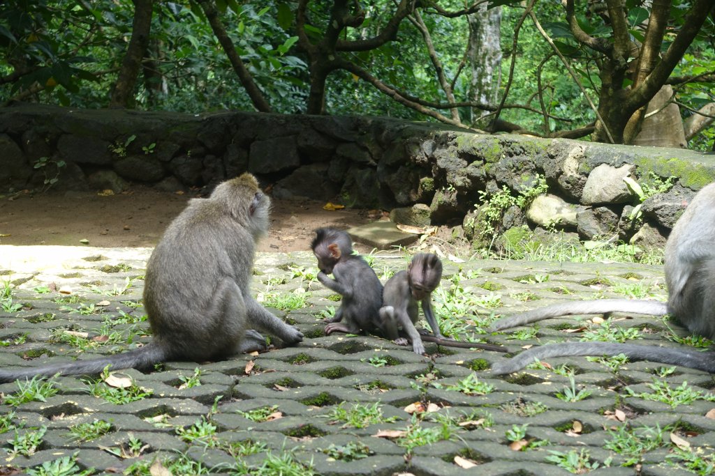 Mom and baby monkeys