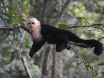 Monkey on a branch