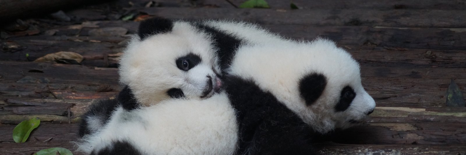 baby pandas