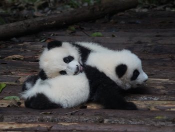 baby pandas