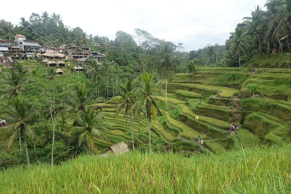 Rice terraces Bali