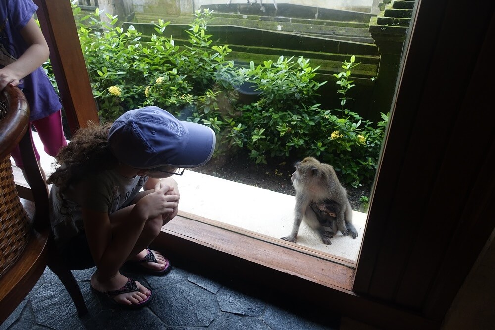 Monkeys outside the breakfast room