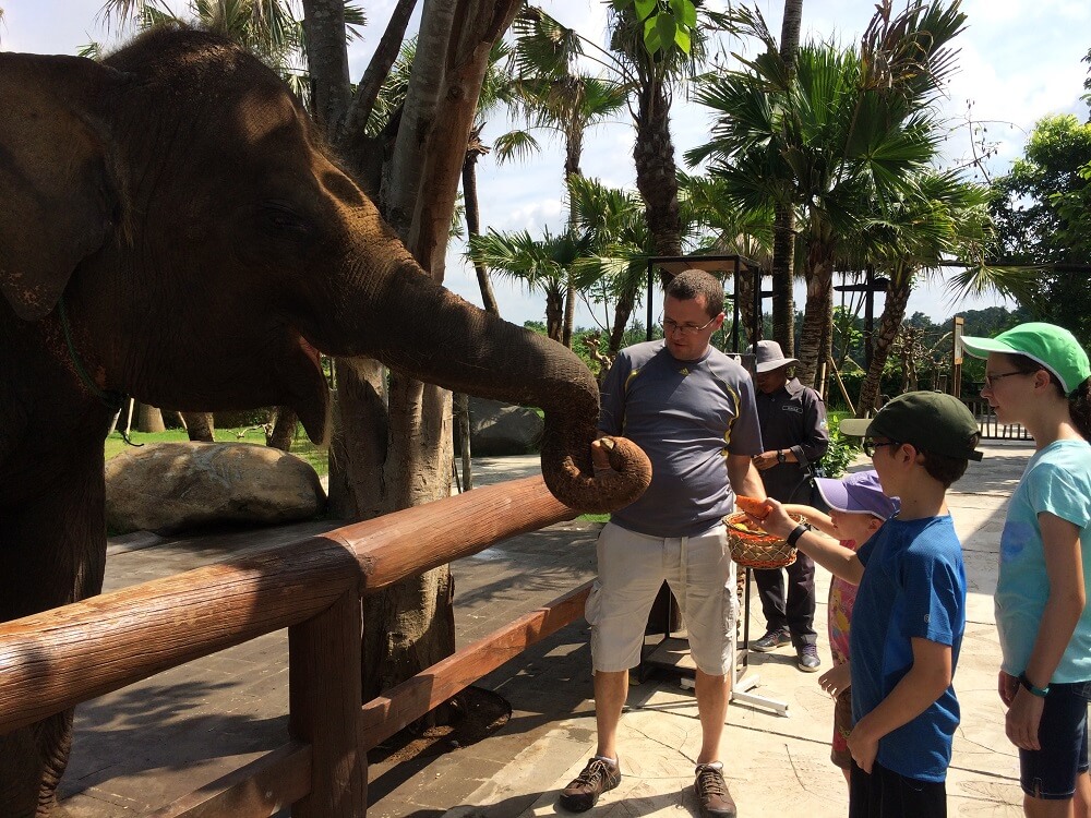 Feeding an elephant at Bali Zoo