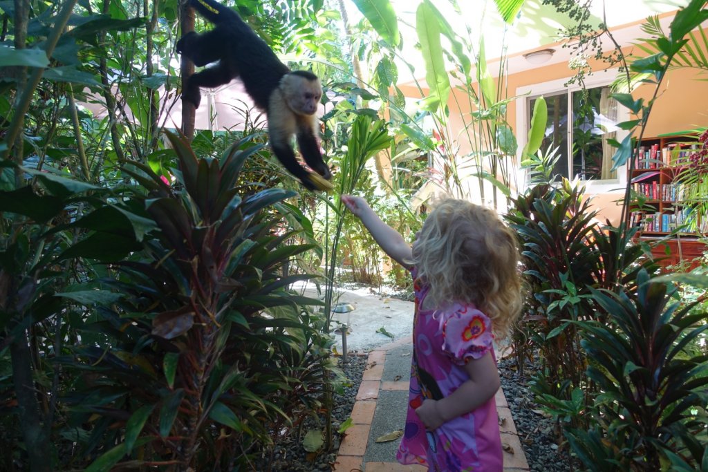 feeding a banana to a monkey