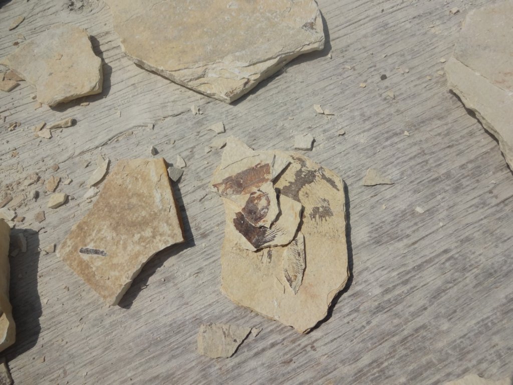 pieces of fossil rock