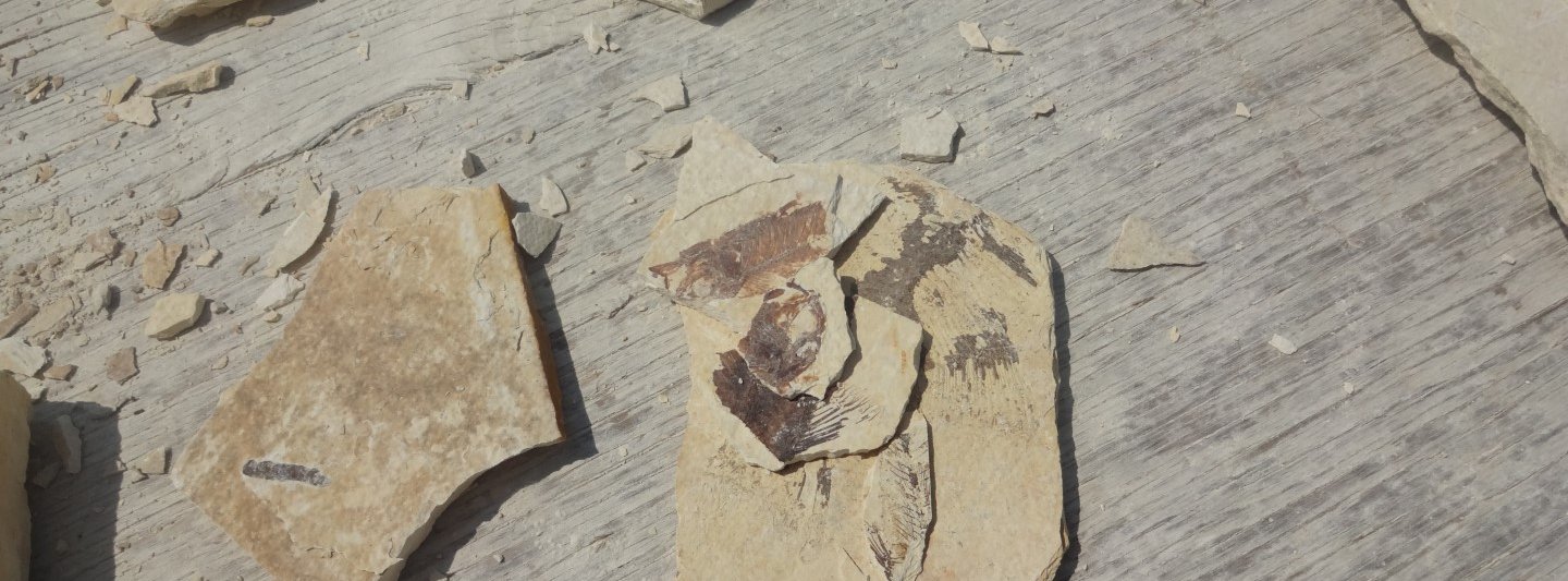 pieces of fossil rock
