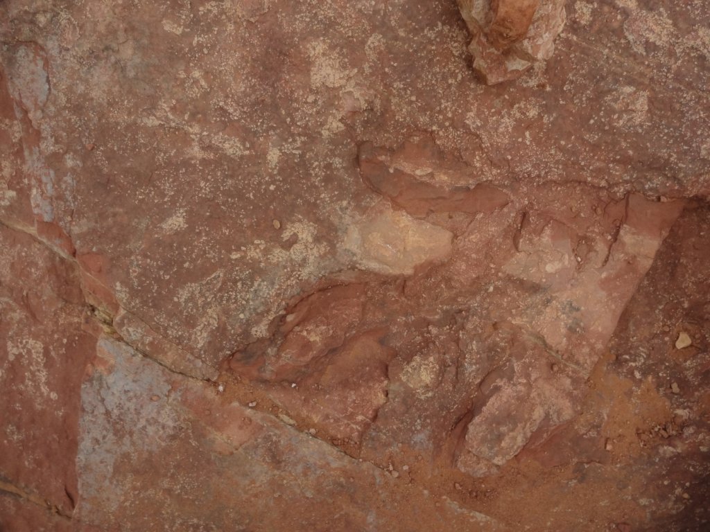 dinosaur track on red rock