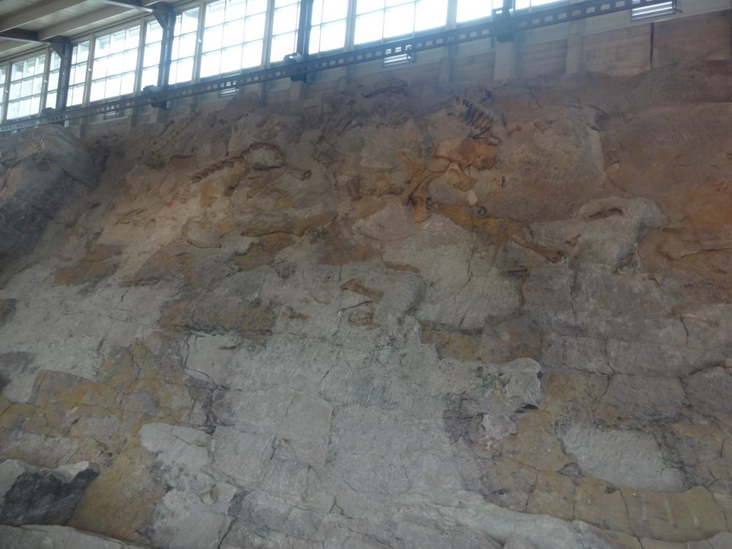 Wall of dinosaur bones