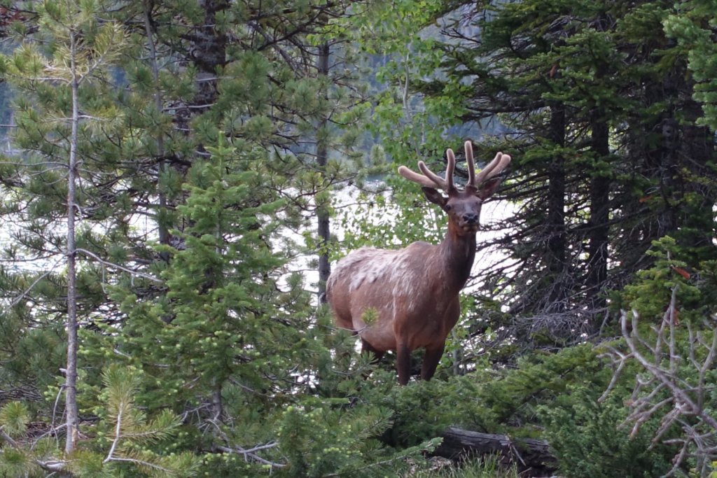 elk in the forest