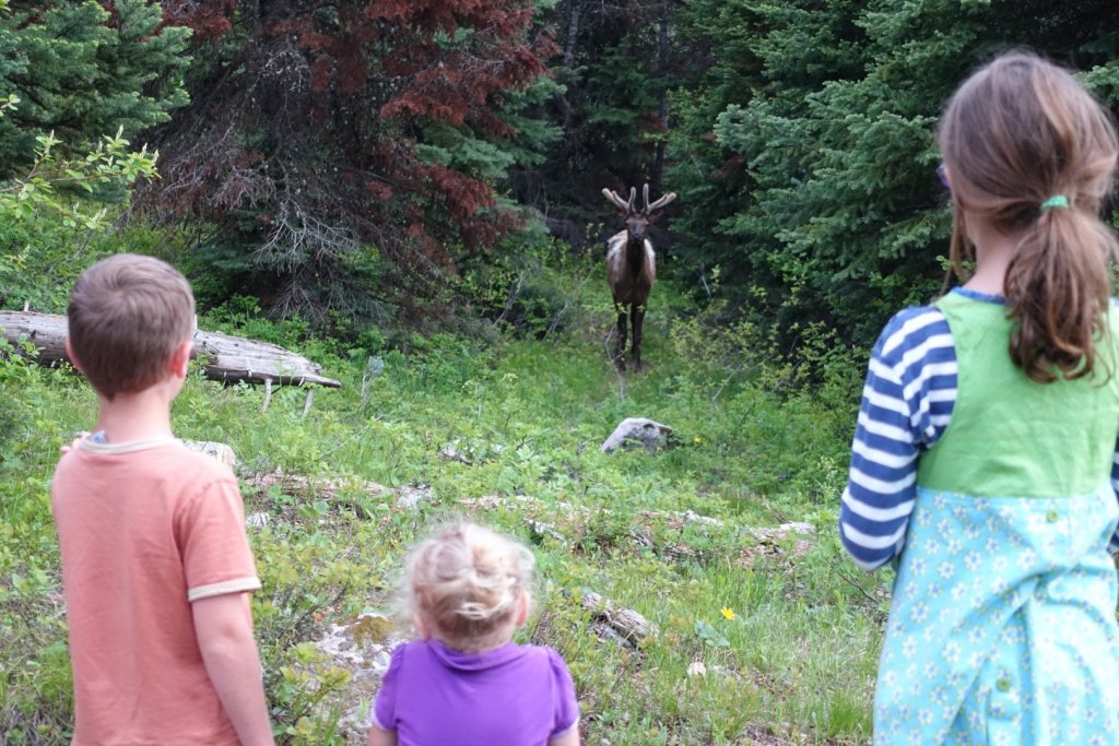 kids looking at an elk