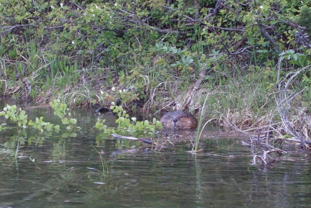 beaver in the water