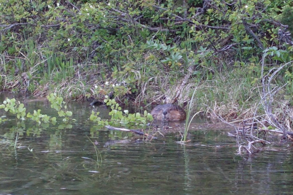 beaver in the water