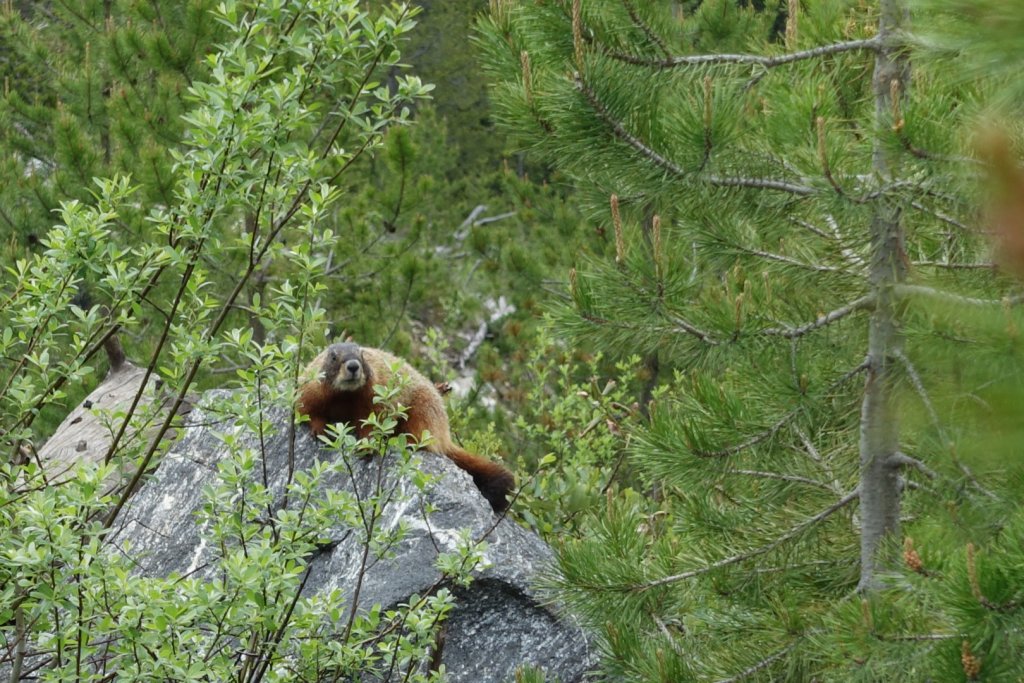 animal on a rock