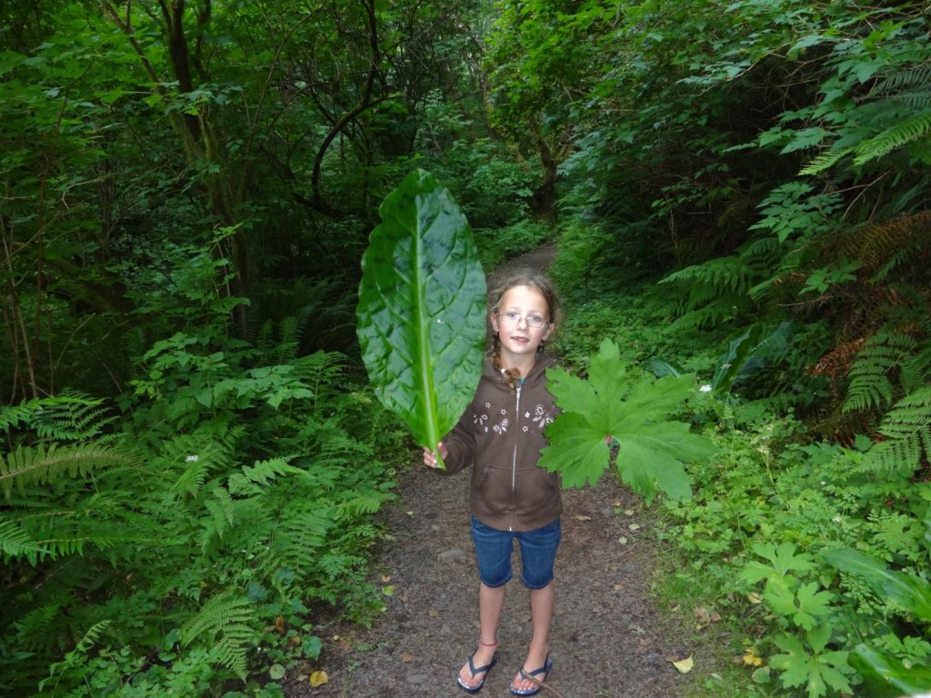 leafs almost as big as my daughter!