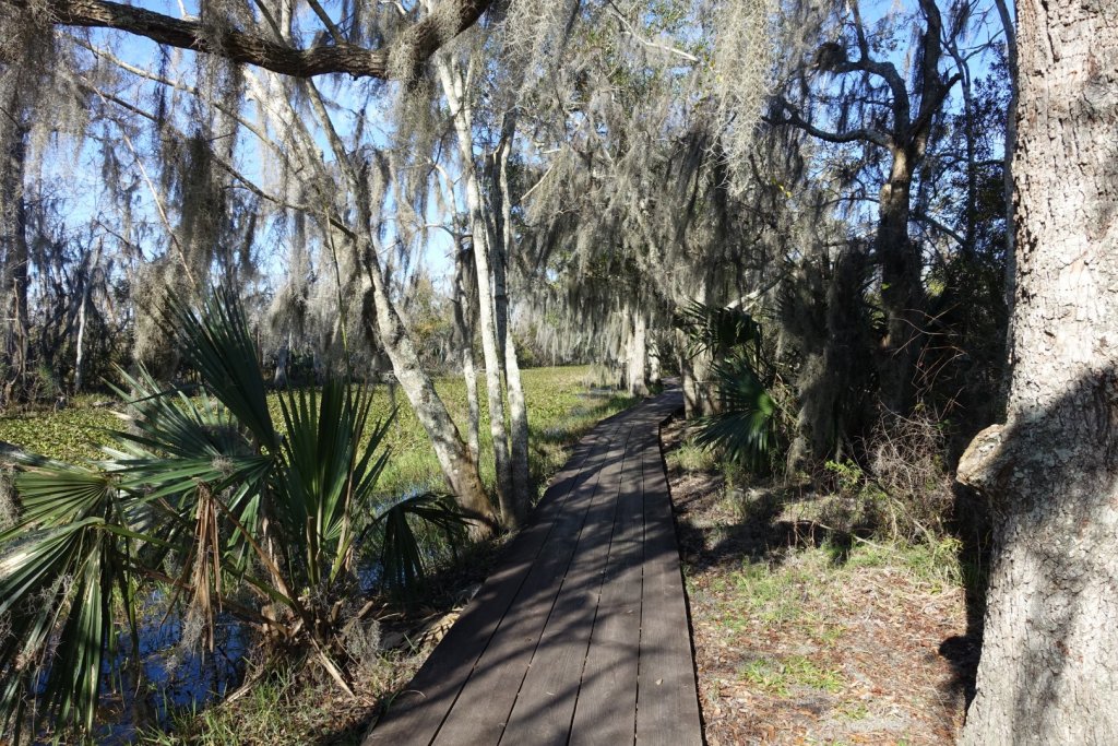 boardwalk through a swamp with moss in the trees