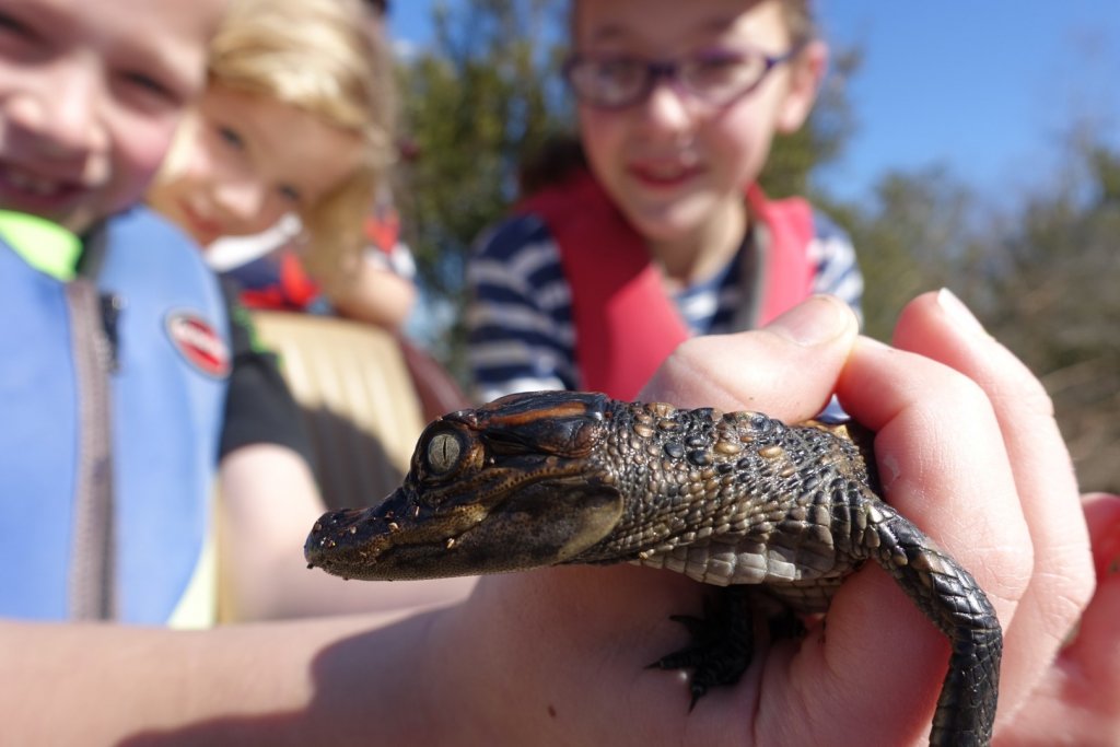 boy holding a baby alligator