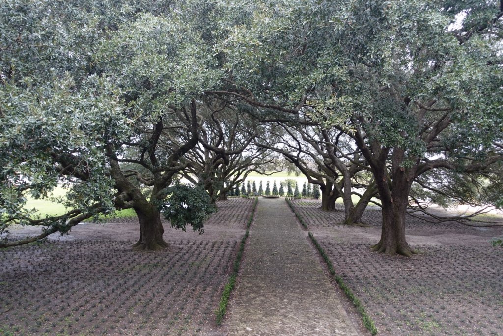 path with large trees on both sides at slave plantation