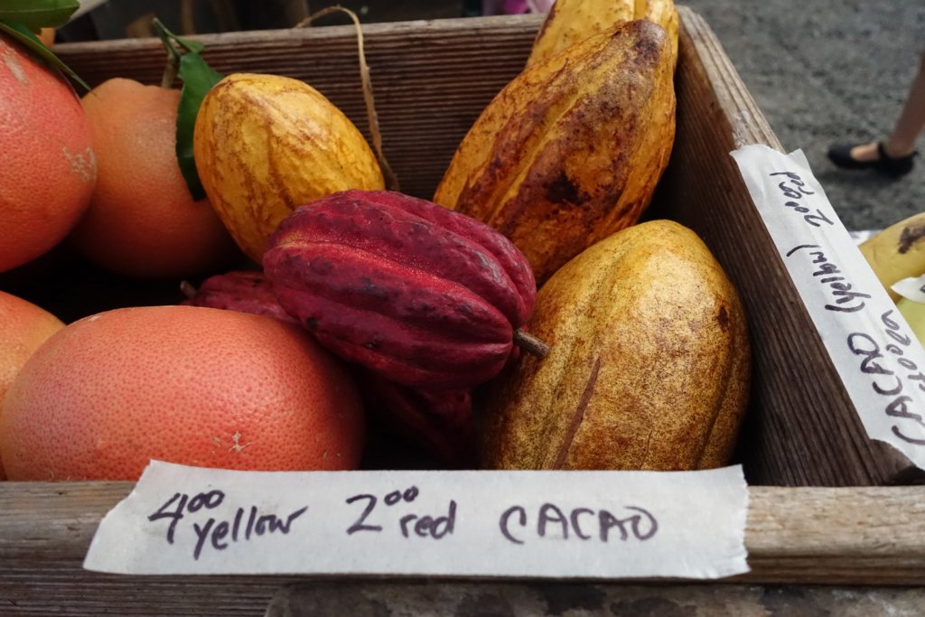 Cacao pods