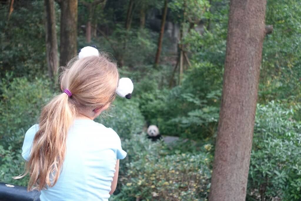 Watching a panda