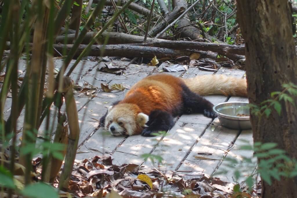 Red panda relaxing