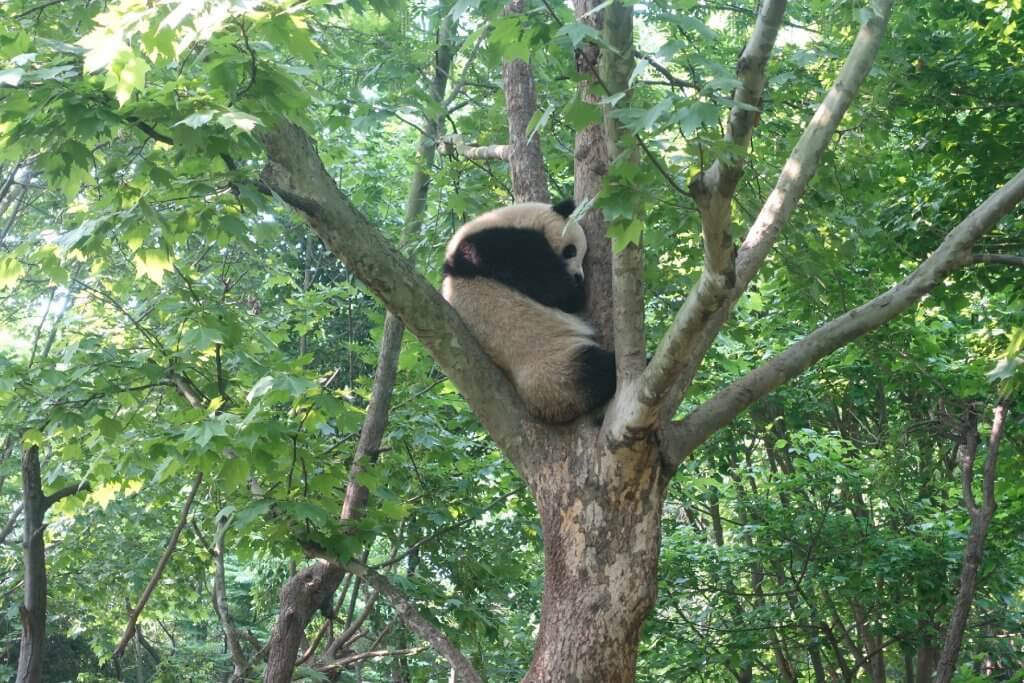 giant panda in a tree