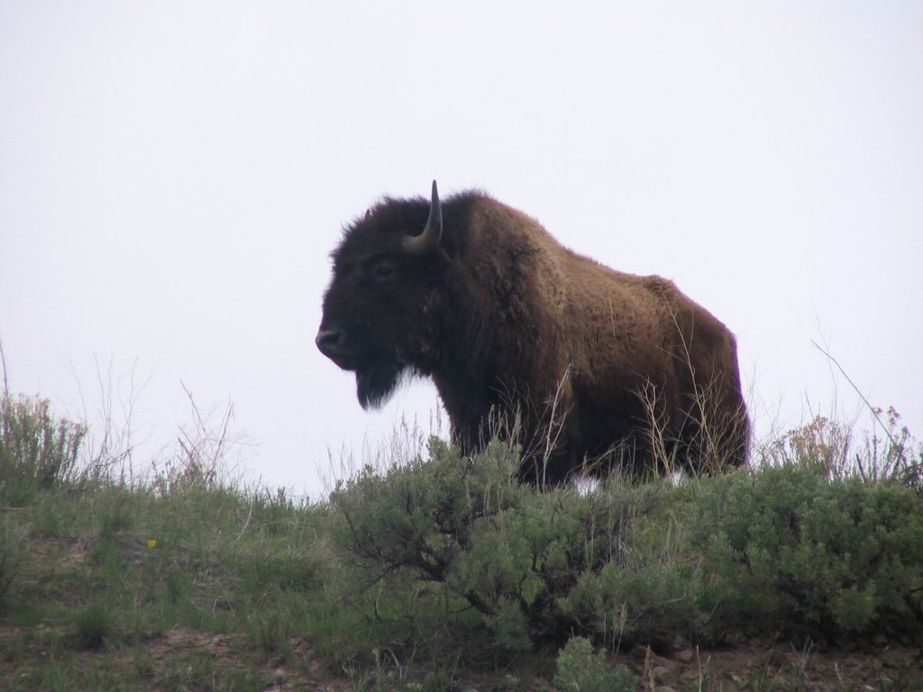 buffalo