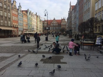 Pigeons