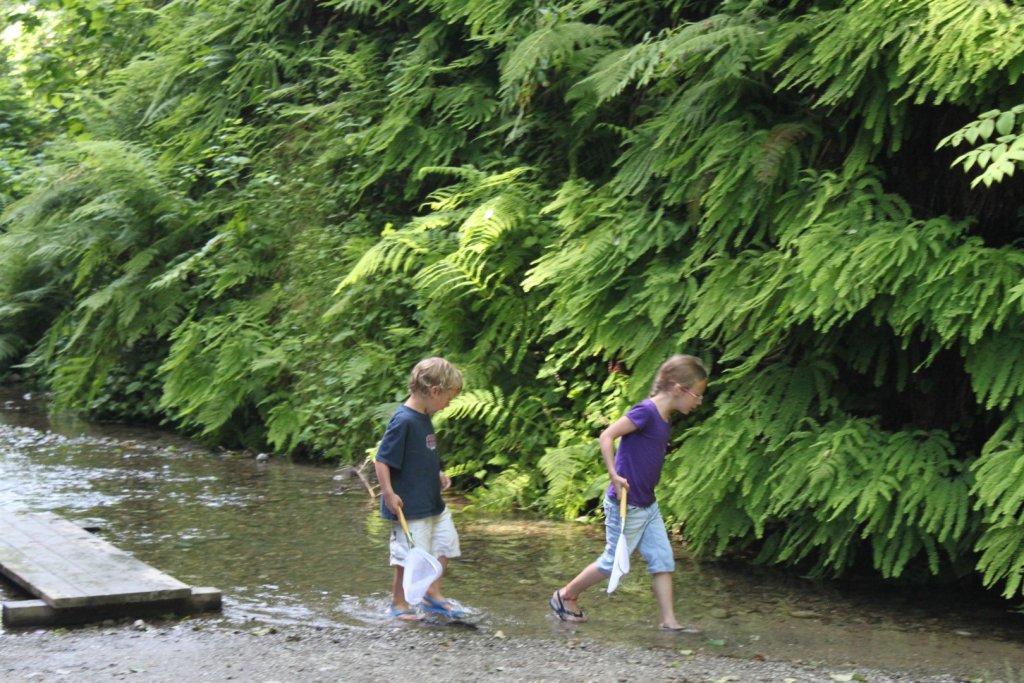 kids looking for minnows in the stream