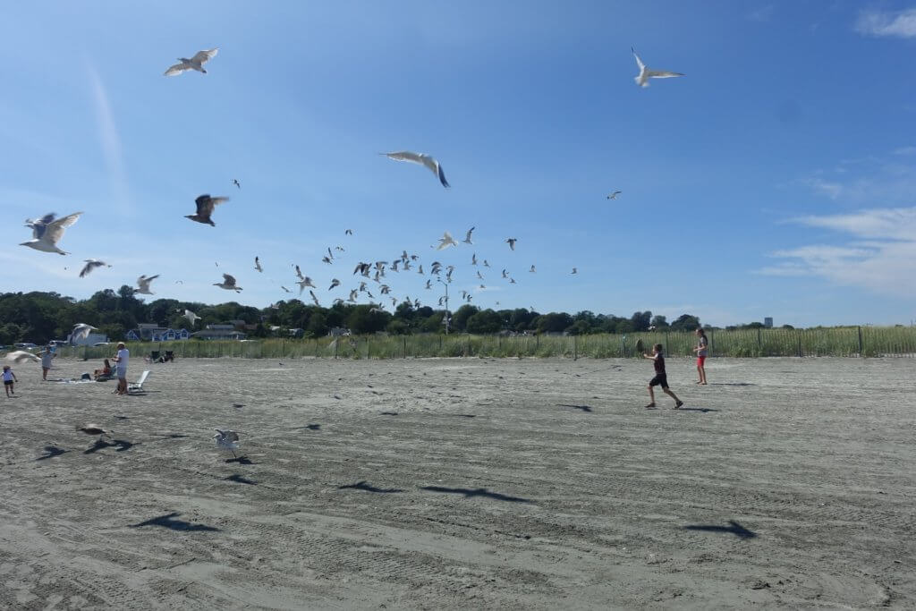 kids chasing seagulls on the beach