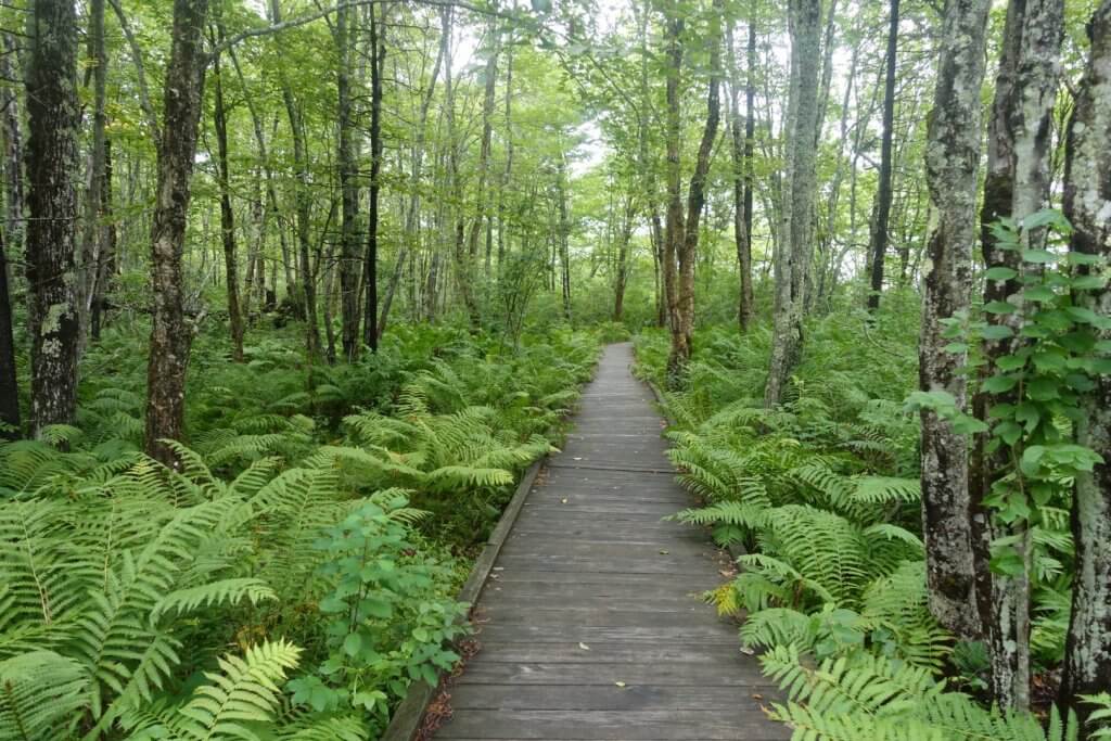 boardwalk through ferns and forest