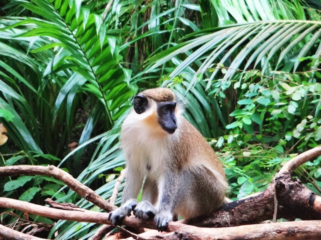 monkey on a branch