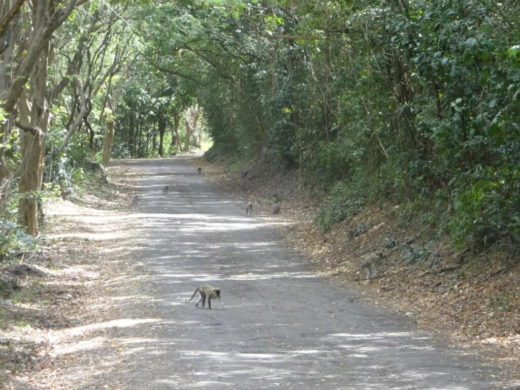 wild monkeys on a path