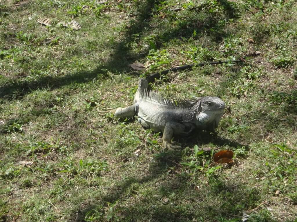 wild iguana on grass