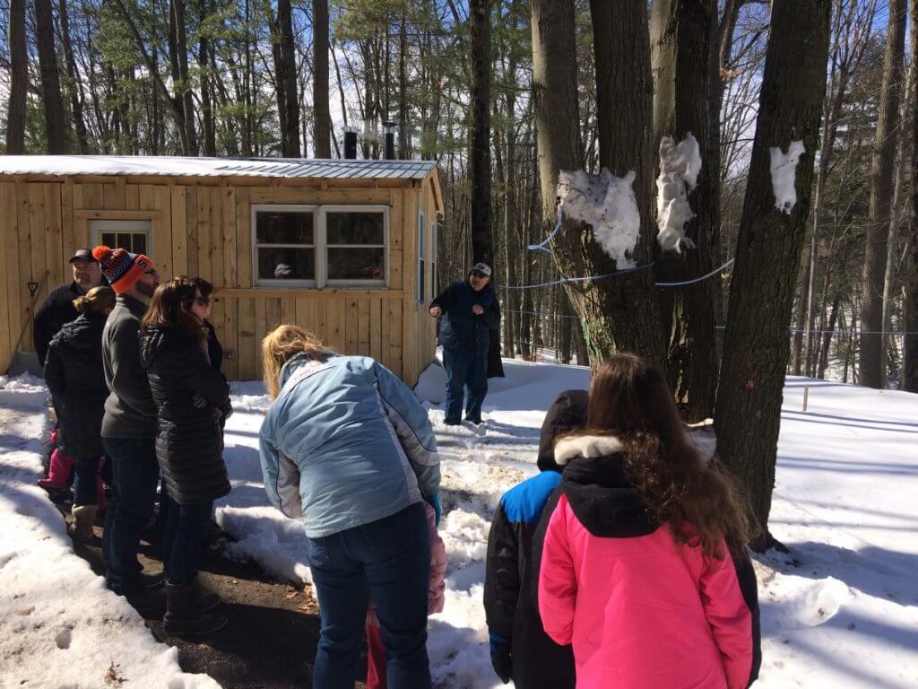 people looking at maple trees