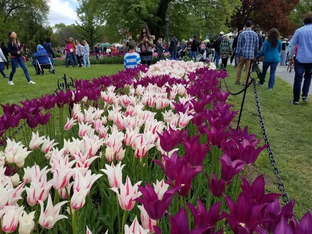 purple and white tulips