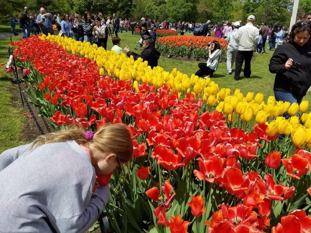 girl smelling tulips