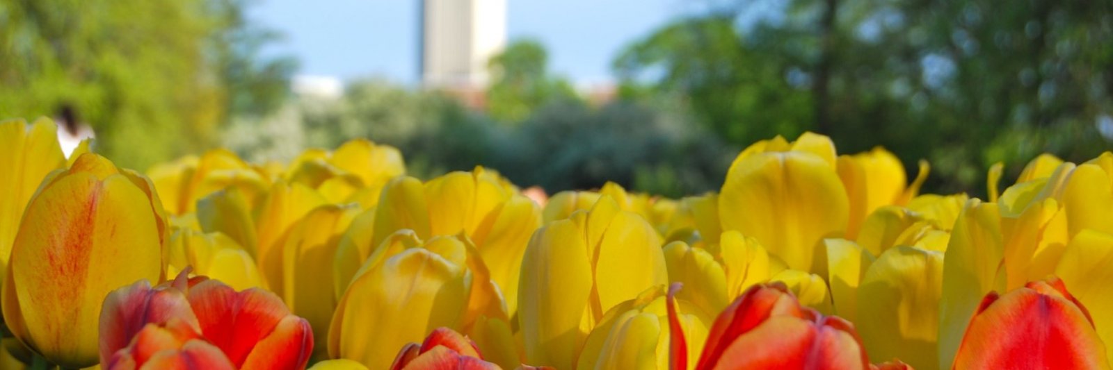 tulips with building in background