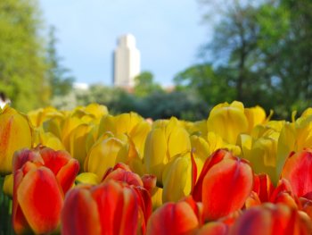 tulips with building in background