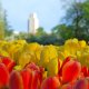 tulips with building in background