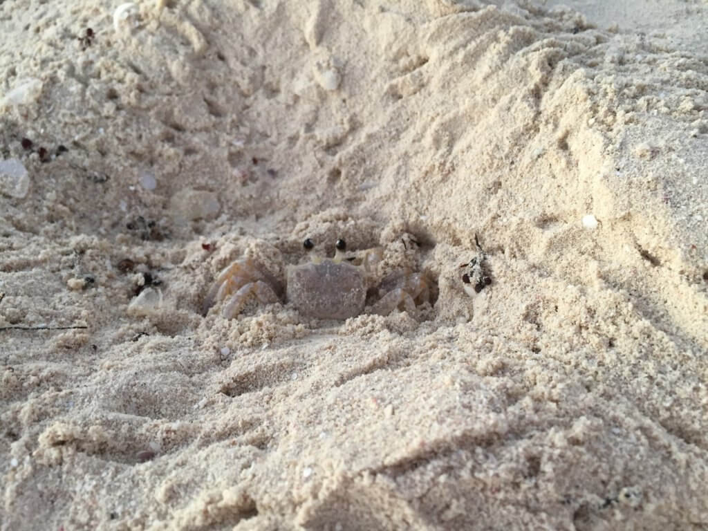 Crab in the sand