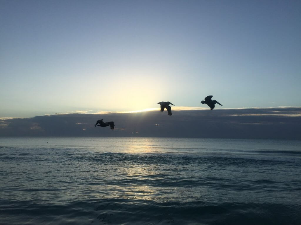 Pelicans against the sunrise