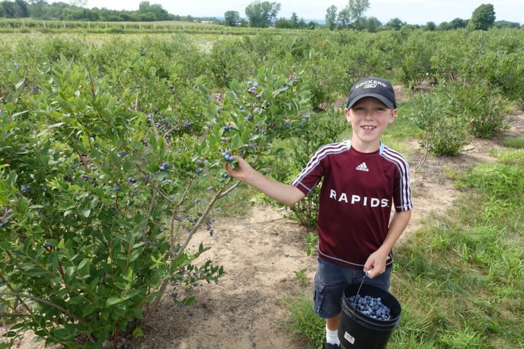 boy picking blueberries