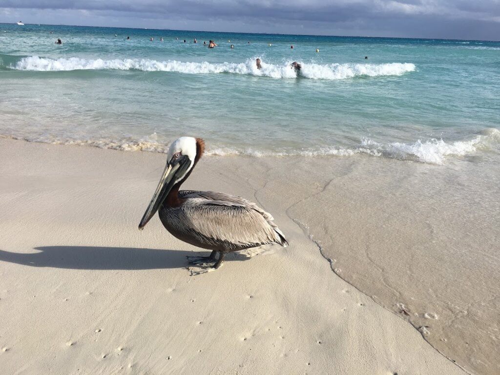 pelican on the beach