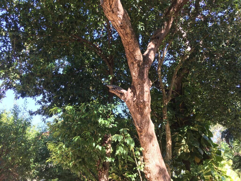 iguana in a tree