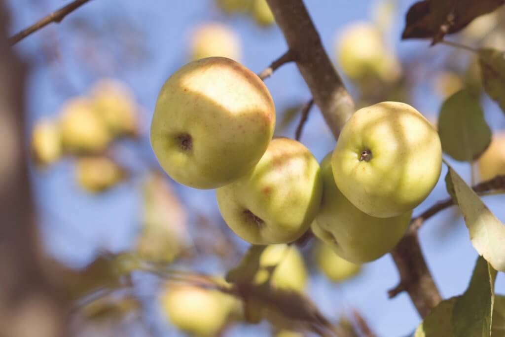 apples on a tree