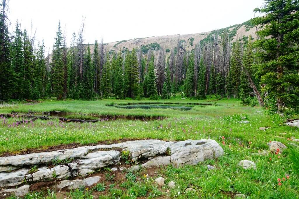 two small ponds with pine trees