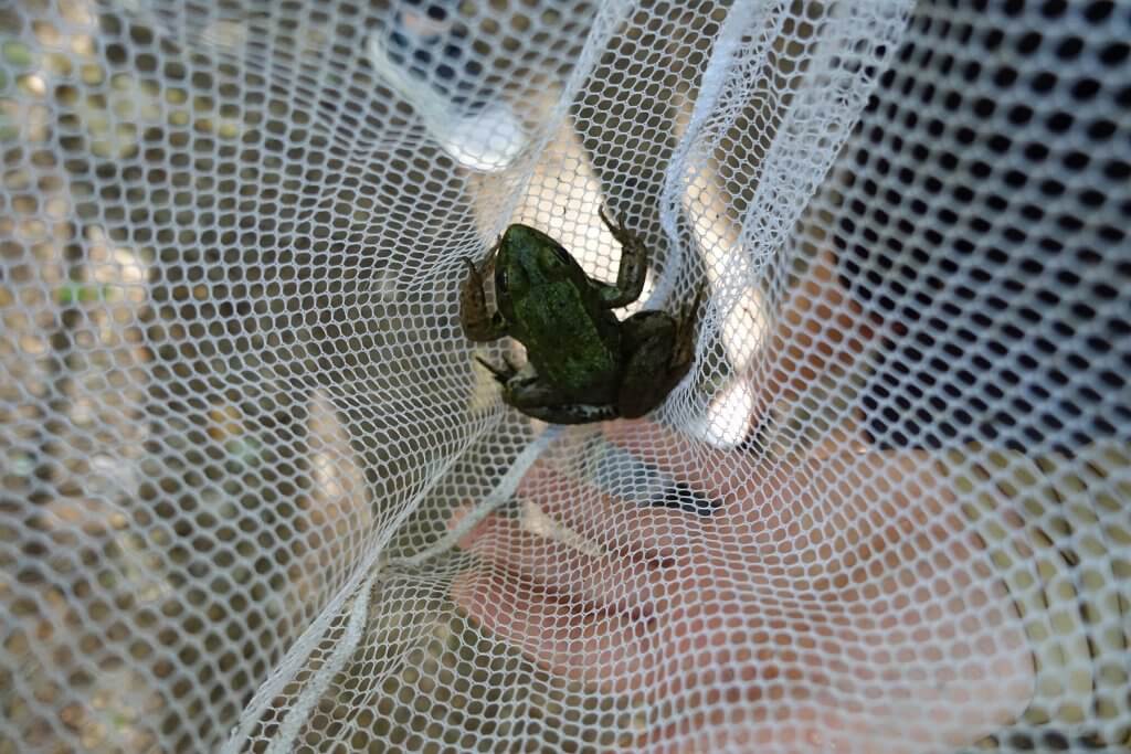 frog in a net