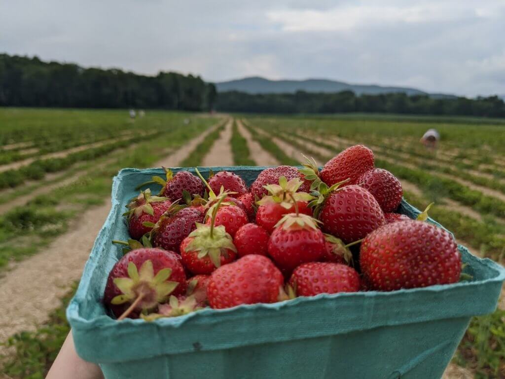 fresh picked strawberries