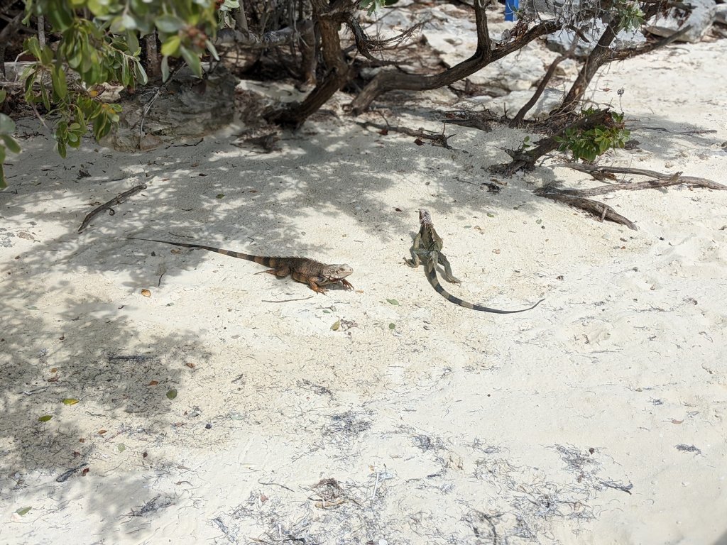 iguanas on the beach